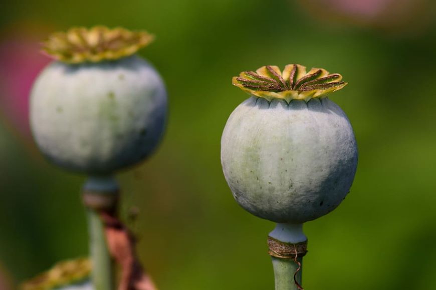 Main photo poppy