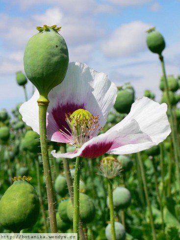 somniferum
