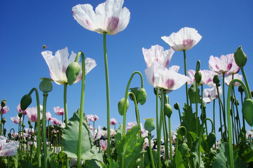 Poppy
